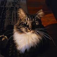 Prince is registered to the contest to win money with this photo: cat, fluffy, indoor, curious, wide_eyes, whiskers, fur, pet, animal, portrait, cozy, floor, rug, brown, white, tabby, feline, closeup, domestic_cat