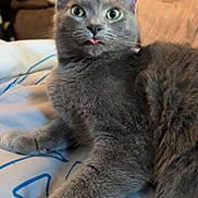 Asher is registered to the contest to win money with this photo: cat, gray_cat, pet, feline, tongue_out, bed, indoor, closeup, fur, cute, animal, whiskers, eyes, resting, domestic_animal, playful, curious, mammal, cozy, soft