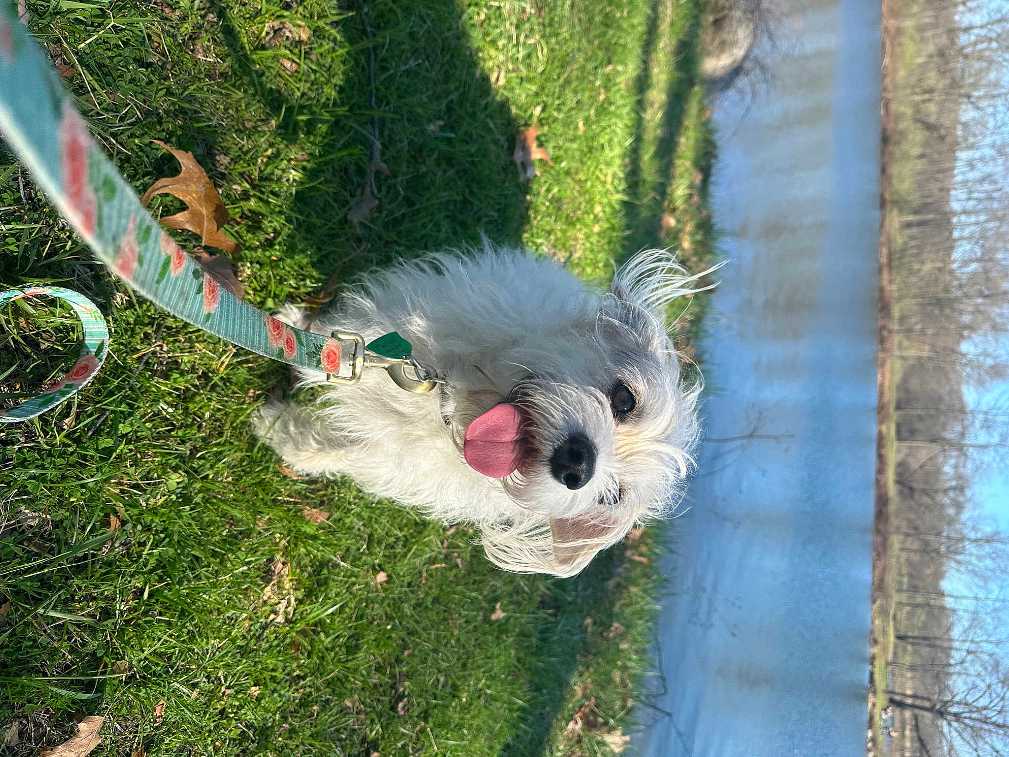 Toby