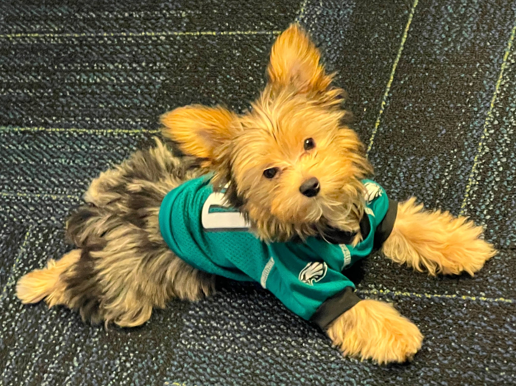 Lincoln joined the competition — help win amazing prizes! biewer_terrier, canidae, carnivore, collar, companion_dog, dog, dog_breed, dog_clothes, dog_collar, dog_supply, fashion_accessory, fawn, fur, leash, pet_supply, small_terrier, snout, sporting_group, terrier, toy_dog