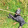 Ellie joined the competition — help win amazing prizes! dog, puppy, black_dog, playing, stick, grass, outdoor, leaf, autumn, chewing, happy, tongue_out, cute, pet, lawn, canine, small_dog, mischievous, lying_down, nature