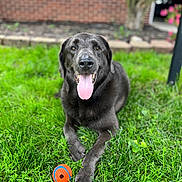 Ellie joined the competition — help win amazing prizes! dog, black_dog, labrador, tongue_out, grass, toy, orange_ball, outdoor, portrait, pet, happy, sitting, paw, muzzle, nose, eyes, backyard, lawn, brick_wall, blurred_background