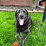 dog, black_dog, labrador, tongue_out, grass, toy, orange_ball, outdoor, portrait, pet, happy, sitting, paw, muzzle, nose, eyes, backyard, lawn, brick_wall, blurred_background