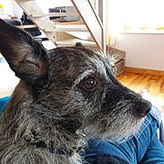 Flora participe au concours pour gagner de l'argent avec cette photo : cairn_terrier, carnivoran, companion_dog, dog, dog_breed, dog_breed_group, dog_crossbreeds, dog_like_mammal, fur, miniature_schnauzer, rare_breed_dog, schnauzer, schnoodle, snout, terrier, vulnerable_native_breeds, whiskers