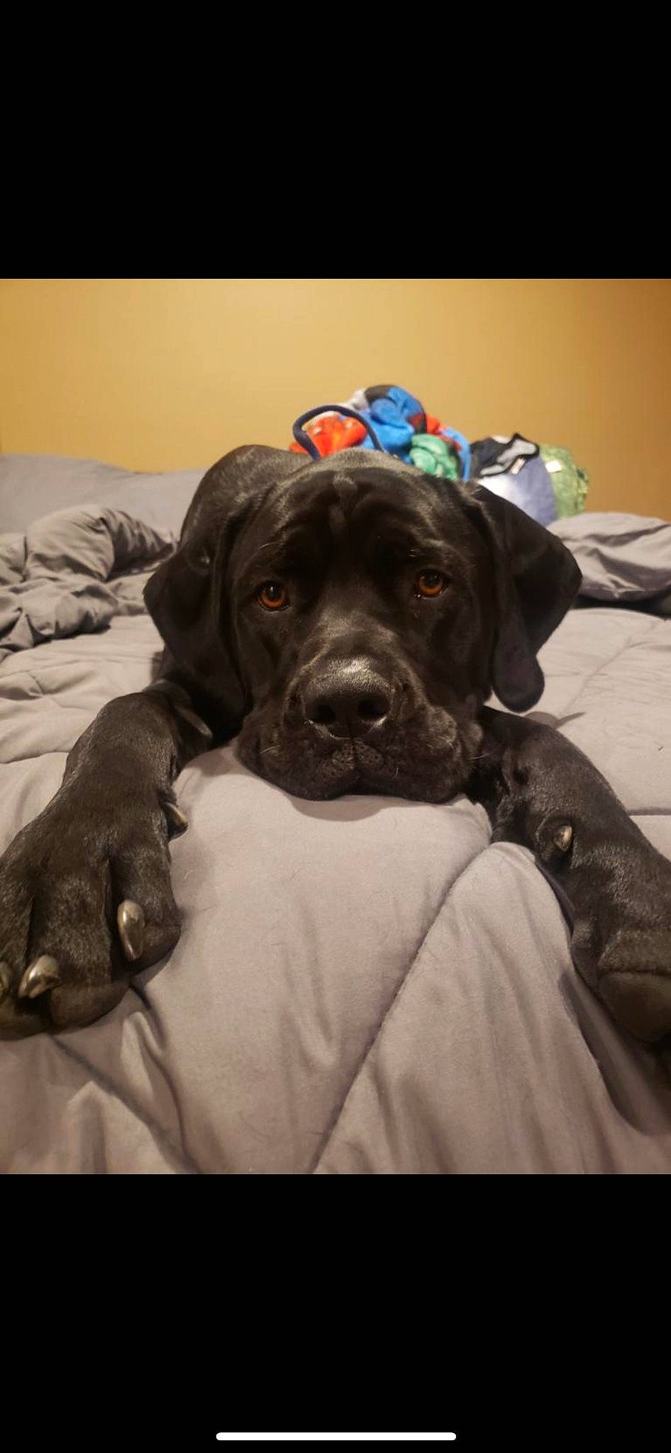 Dash joined the competition — help win amazing prizes! borador, canidae, carnivore, collar, comfort, companion_dog, dog, dog_breed, dog_collar, fur, grey, guard_dog, gun_dog, hat, hunting_dog, liver, snout, sporting_group, working_animal, working_dog