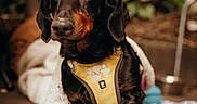 Jean Claude participe au concours pour gagner de l'argent avec cette photo : dog, dachshund, pet, animal, harness, brown, black, outdoor, blanket, concrete_floor, fur, ears, eyes, paws, portrait, mammal, companion, domestic_animal, close_up, cute