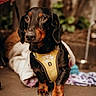 dog, dachshund, pet, animal, harness, brown, black, outdoor, blanket, concrete_floor, fur, ears, eyes, paws, portrait, mammal, companion, domestic_animal, close_up, cute