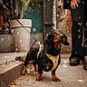 dog, dachshund, leash, yellow_harness, bubbles, street, sidewalk, person, pants, shoes, plant_pot, urban, outdoor, pet, walking, closeup, blurred_background, fall_leaves, black_dog, brown_dog