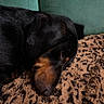 Jean Claude participe au concours pour gagner de l'argent avec cette photo : dog, sleeping, black_dog, tan_markings, leopard_print, blanket, couch, indoor, resting, fur, pet, close_up, cozy, animal, mammal, side_view, peaceful, relaxation, soft_texture, domestic_animal