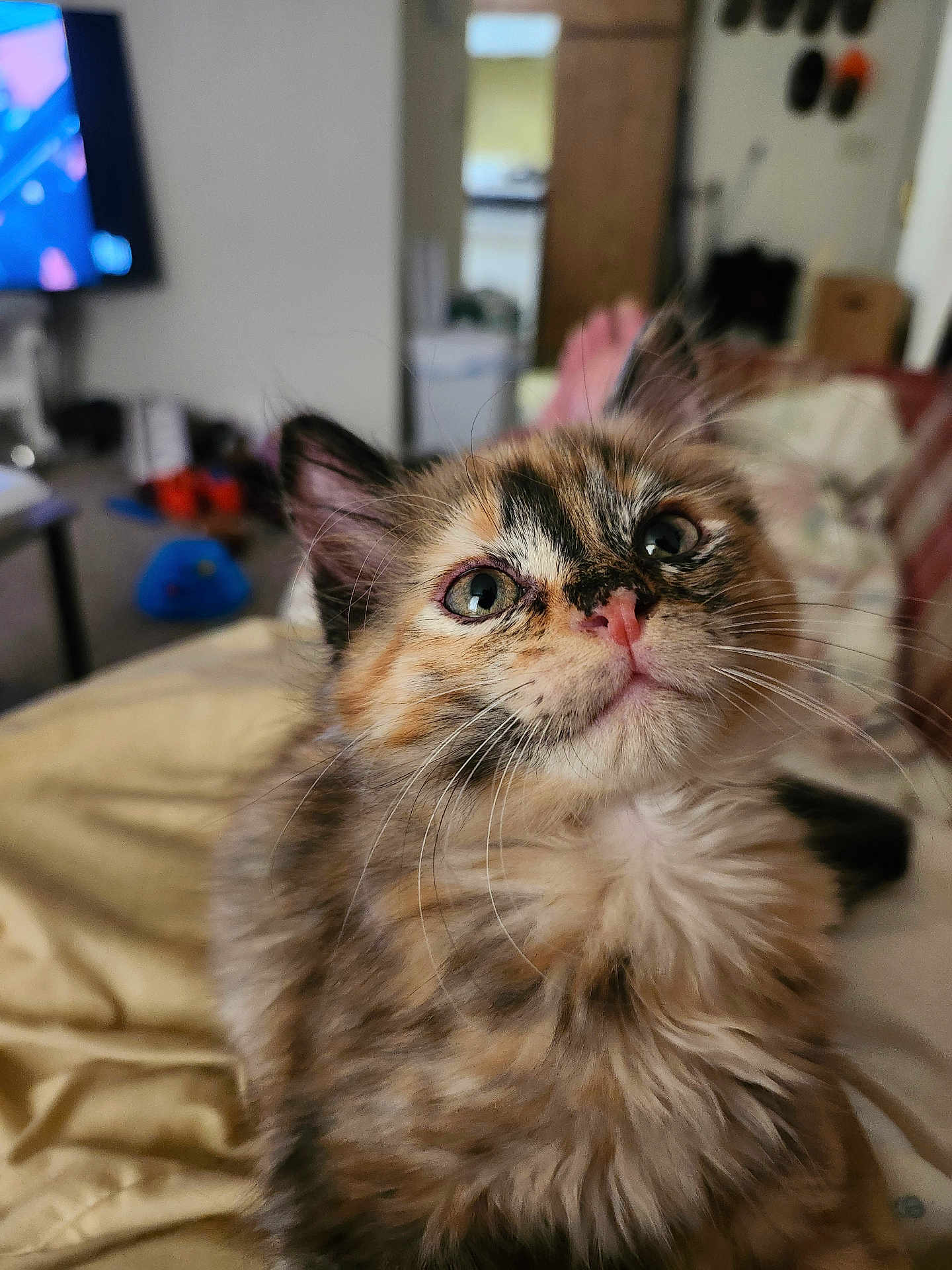 Bosco