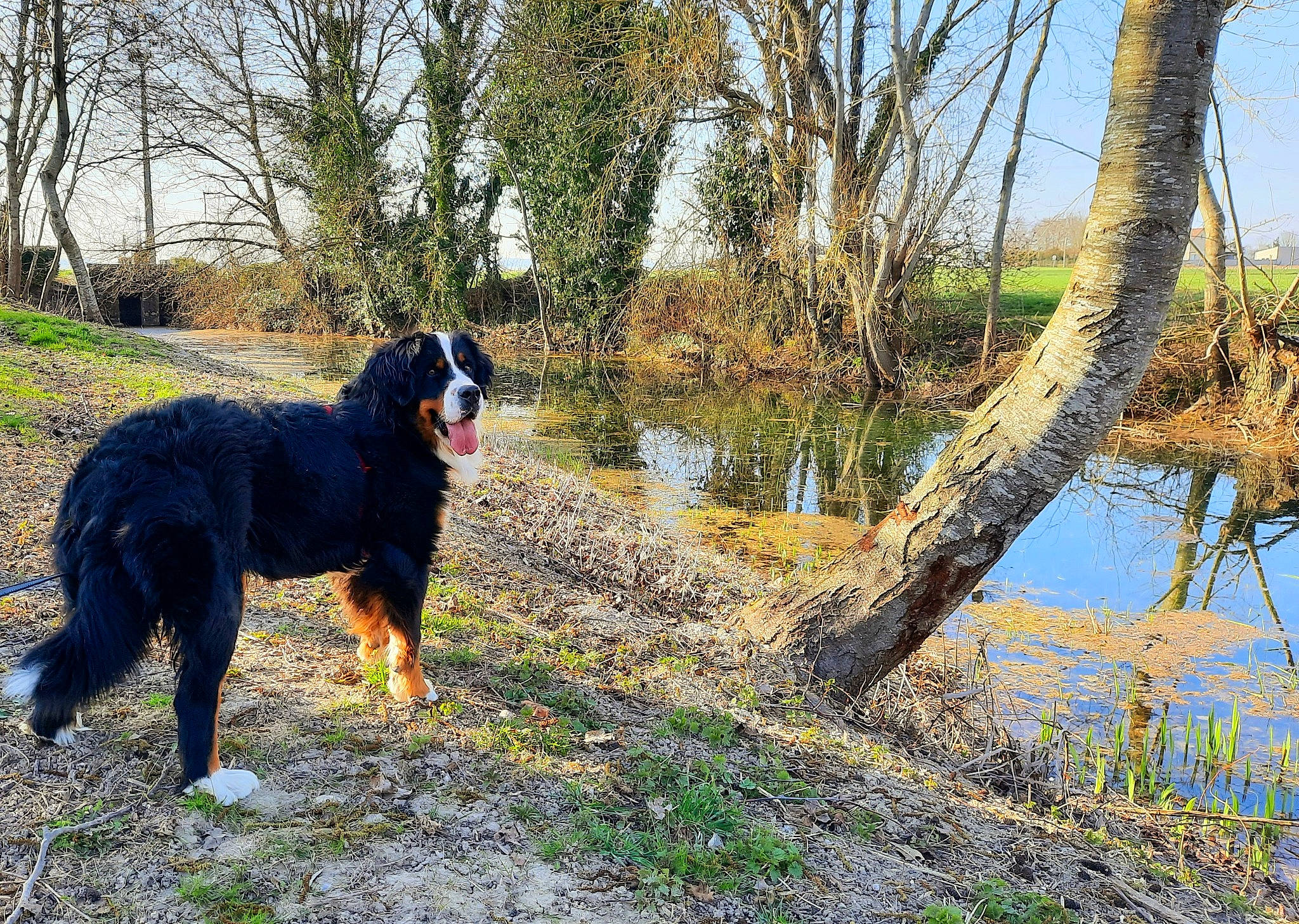 Swann participe au concours pour gagner de l'argent avec cette photo : canidae, carnivore, companion_dog, dog, dog_breed, forest, grass, lacustrine_plain, lake, landscape, natural_landscape, plant, sky, sporting_group, tail, tree, trunk, water, wood, working_animal