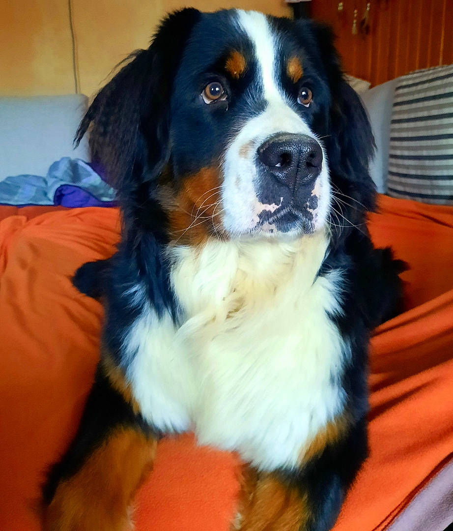 Swann participe au concours pour gagner de l'argent avec cette photo : bernese_mountain_dog, canidae, carnivore, companion_dog, dog, dog_breed, door, fur, giant_dog_breed, herding_dog, snout, sporting_group, terrestrial_animal, working_animal, working_dog