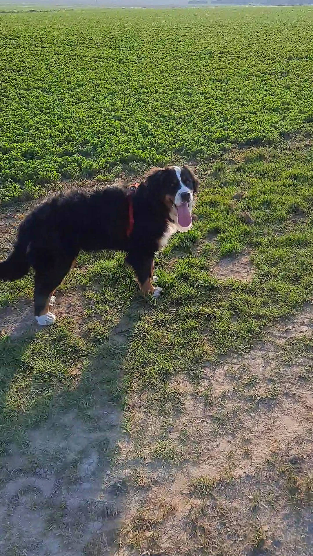 Swann participe au concours pour gagner de l'argent avec cette photo : canidae, carnivore, companion_dog, dog, dog_breed, dog_sports, grass, grassland, herding_dog, pasture, plant, shadow, snout, soil, sporting_group, tail, terrier, tints_and_shades, working_animal, working_dog