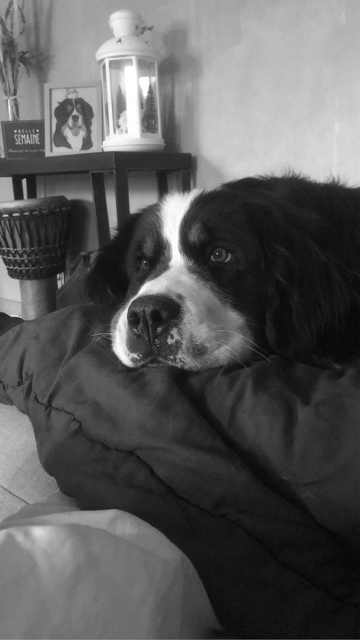 Swann a rejoint le concours — aidez-le/la à gagner de superbes lots ! black, black_and_white, bookcase, bored, carnivore, comfort, companion_dog, dog, dog_breed, door, monochrome, monochrome_photography, shelf, snout, sporting_group, style, terrestrial_animal, whiskers, white, working_animal