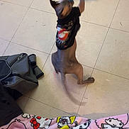 Rotini joined the competition — help win amazing prizes! active, animal, bag, black_tshirt, blanket, blurred_toy, cartoon_characters, cat, colorful, feline, floor, fun, hairless_cat, indoor, jumping, motion_blur, pet, playing, tiled_floor, toy