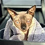 animal_portrait, blanket, blue_eyes, cat, close_up, cozy, cute, expression, feline, fluffy, furless_cat, indoor, intense_gaze, pet, pet_bed, resting, soft_texture, sphynx_cat, warm, wrinkled_skin
