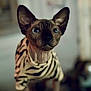 animal, background_blur, cat, close_up, clothing, curious, cute, domestic_cat, feline, indoor, large_ears, looking_at_camera, mammal, pet, portrait, soft_focus, sphynx_cat, striped_pattern, wrinkled_skin, zebra_striped_shirt