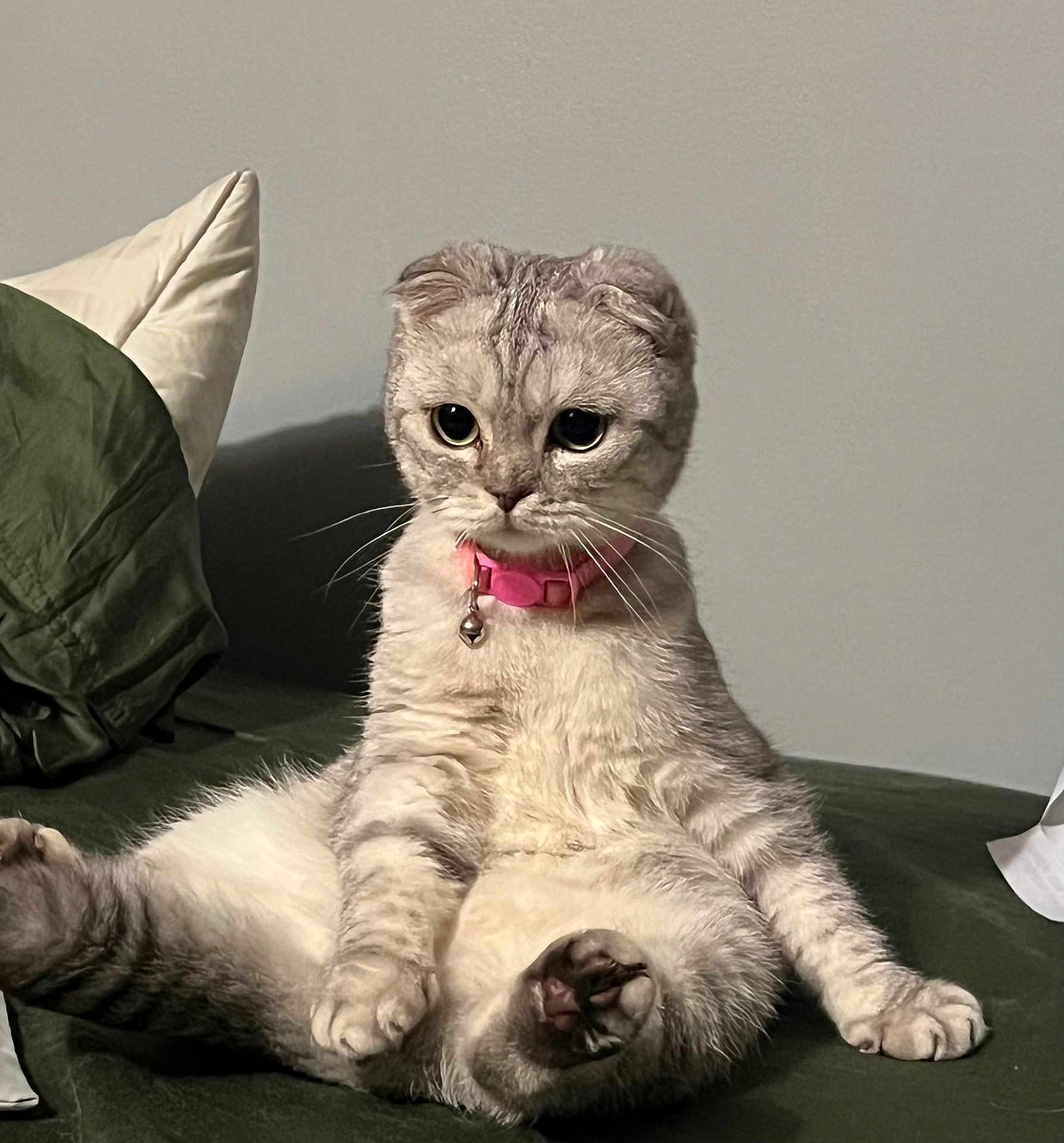 Esmeralda is registered to the contest to win money with this photo: cat, fluffy, folded_ears, pink_collar, bell, sitting, green_surface, indoor, pet, whiskers, paw, curious, cute, feline, domestic_animal, fur, relaxed, animal, portrait, companion