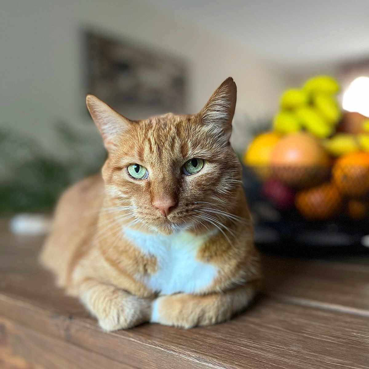 Tigrou a rejoint le concours — aidez-le/la à gagner de superbes lots ! animal, background_blur, bananas, cat, close_up, cozy, domestic_cat, focus, fruit_bowl, fur, ginger_cat, green_eyes, home, indoor, oranges, pet, relaxed, table, whiskers, wooden_table