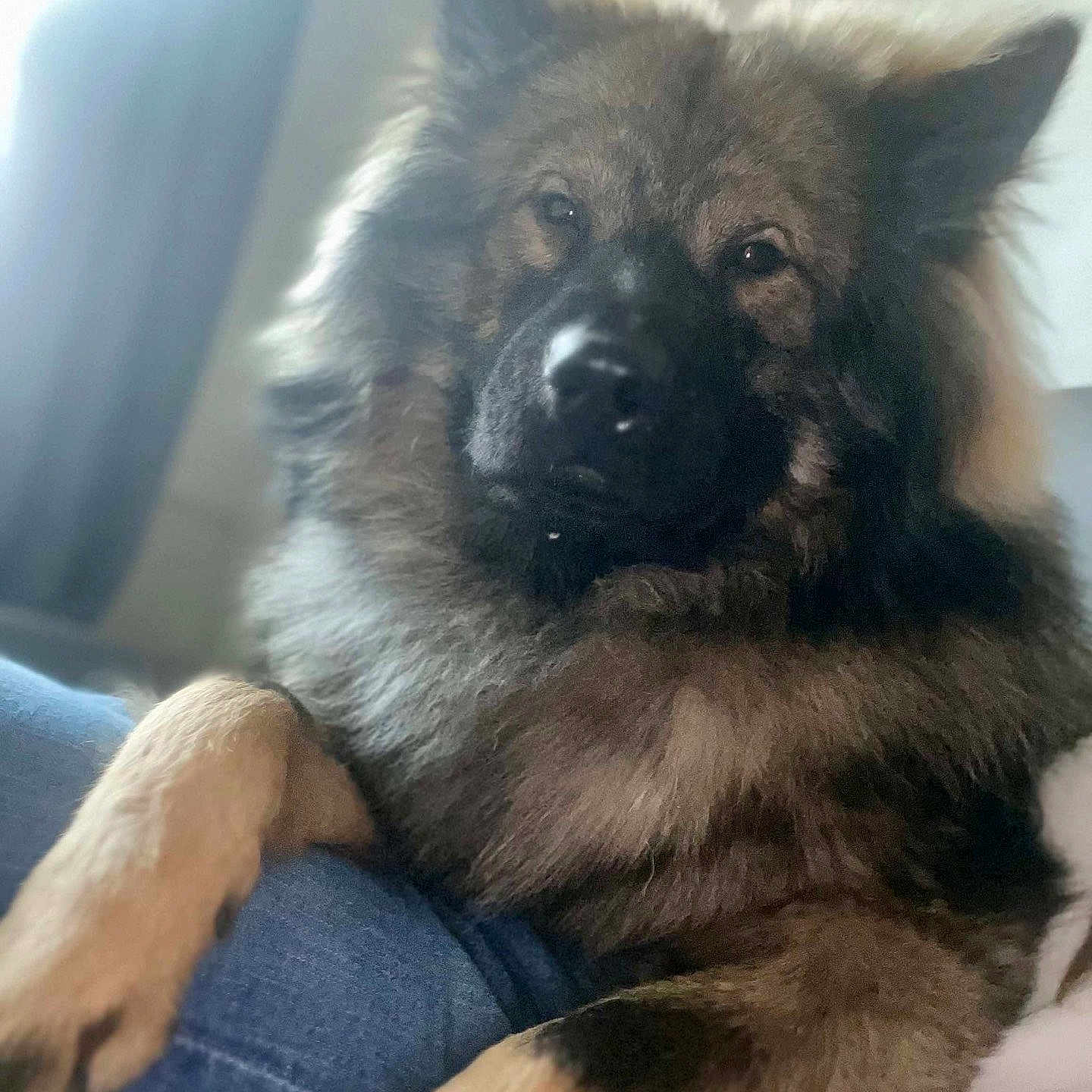 Vegas participe au concours pour gagner de l'argent avec cette photo : animal, canine, chow, cushion, dog, eskimodog, germanshepherd, homedecor, husky, person, pet, puppy, sleeping, snout