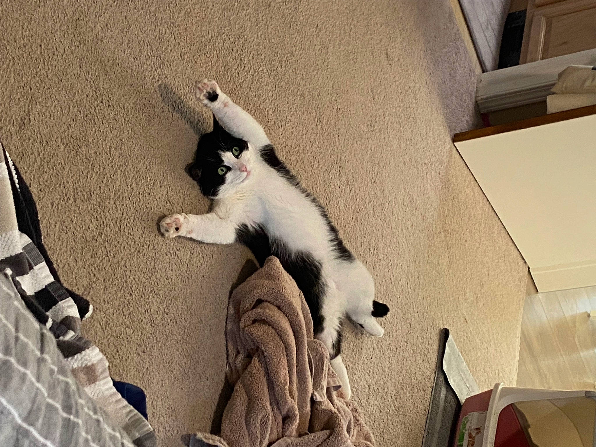 Carson joined the competition — help win amazing prizes! canidae, carnivore, cat, comfort, domestic_short_haired_cat, felidae, fur, monochrome, monochrome_photography, shadow, sitting, small_to_medium_sized_cats, tail, tints_and_shades, vertebrate, whiskers, wood