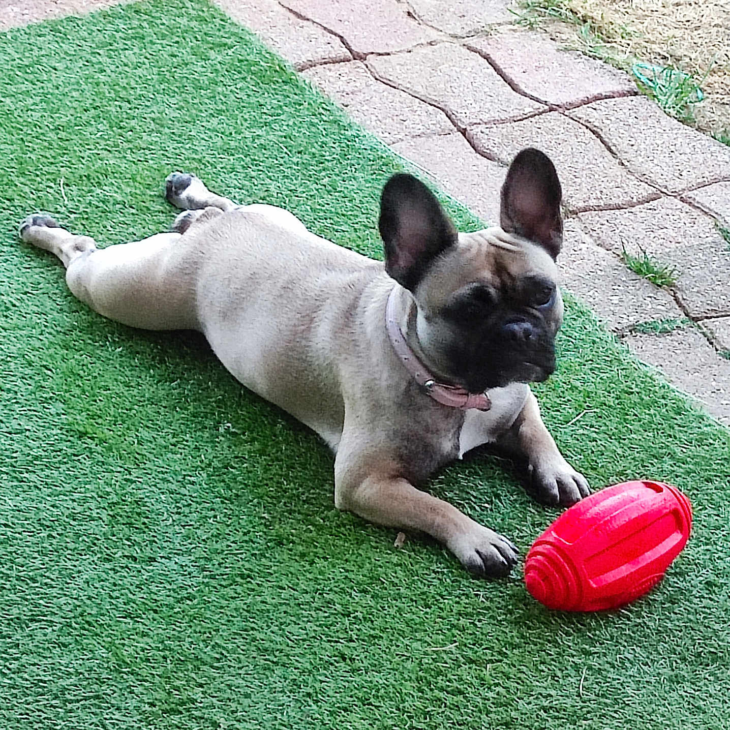 Chanel participe au concours pour gagner de l'argent avec cette photo : animal, artificial_grass, brown_dog, collar, cute, dog, ears_up, french_bulldog, laying_down, outdoor, pavement, pet, pet_toy, playful, red_toy, relaxed, small_dog, summer, sunny, toy