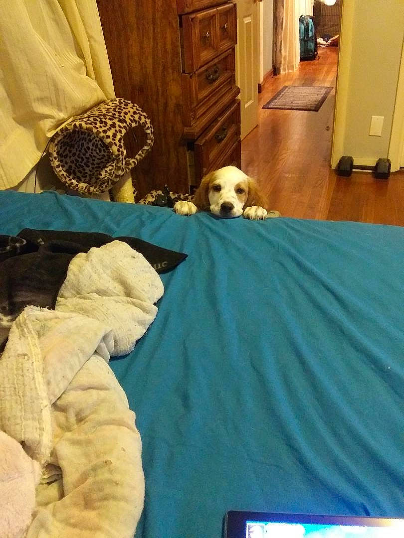 Kodi is registered to the contest to win money with this photo: bedding, bedroom, cabinetry, carnivore, comfort, companion_dog, couch, dog, dog_breed, fawn, floor, flooring, furniture, hardwood, interior_design, linens, mammal, room, wood, yellow