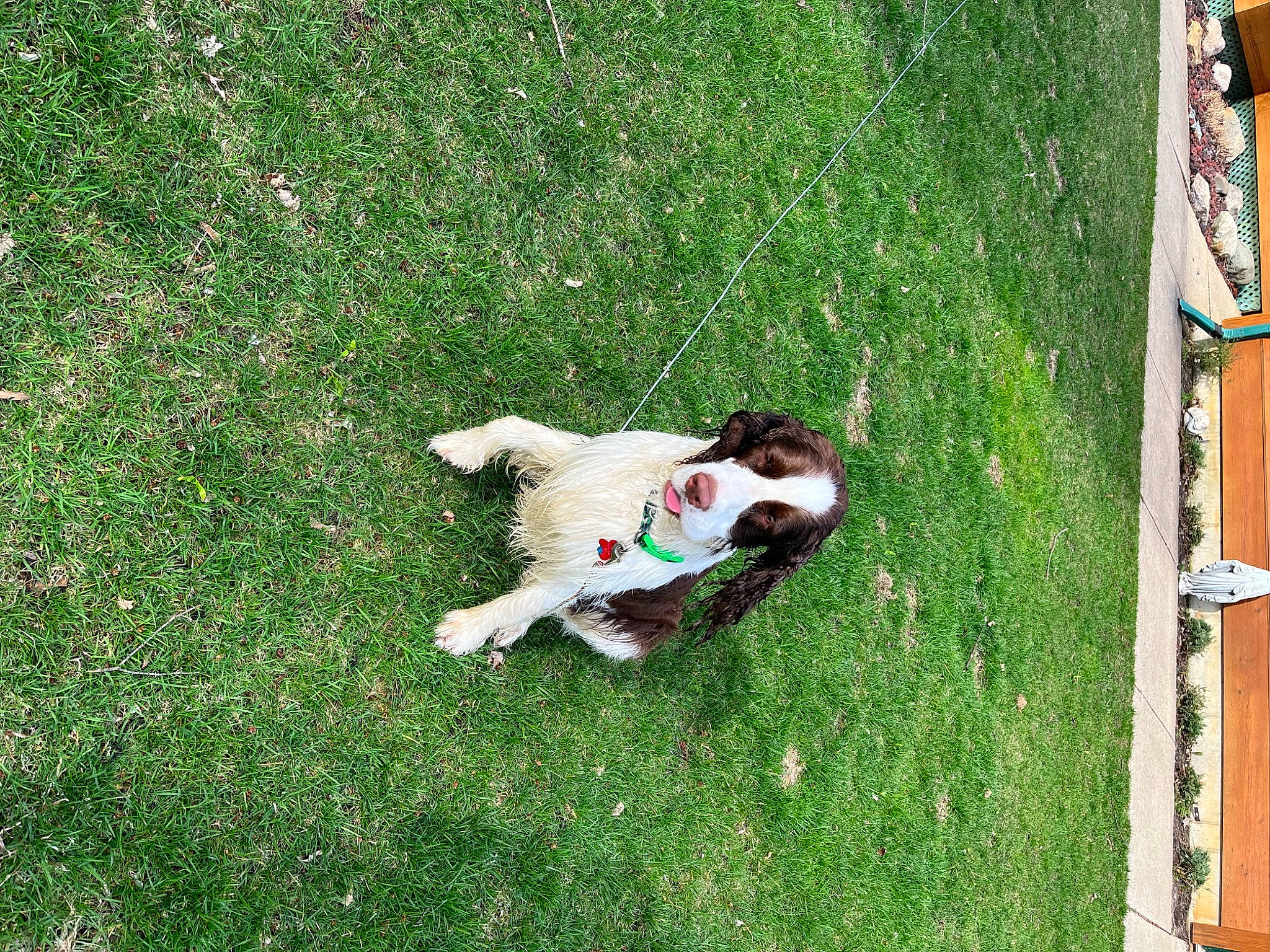 Gunner is registered to the contest to win money with this photo: carnivore, companion_dog, dog_breed, fawn, flooring, grass, grass_family, grassland, groundcover, lawn, leisure, meadow, pasture, people_in_nature, plant, recreation, rectangle, shrub, tail, wood