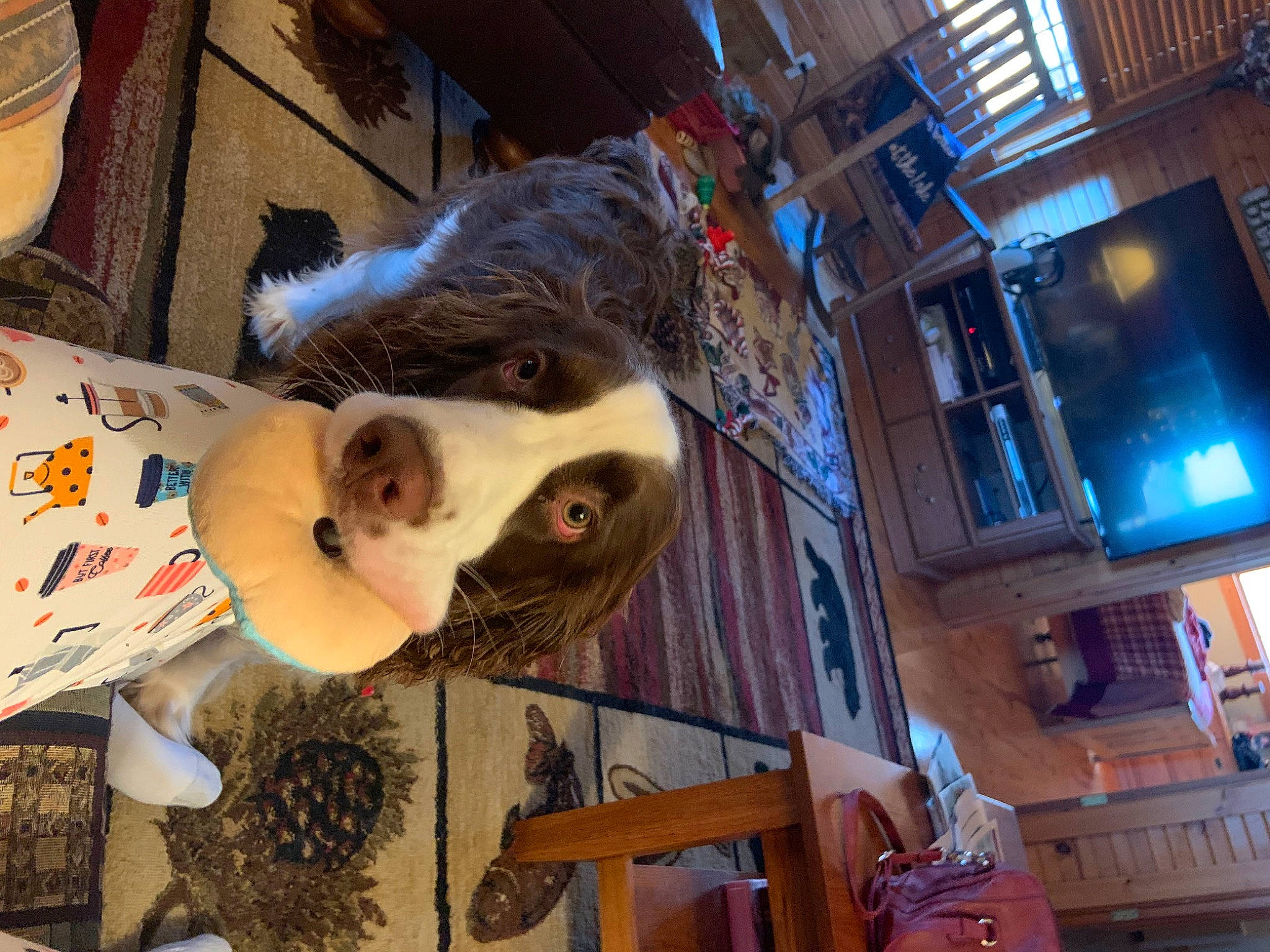 Gunner is registered to the contest to win money with this photo: building, companion_dog, costume, dog_breed, fun, fur, snout, visual_arts, wood, working_animal