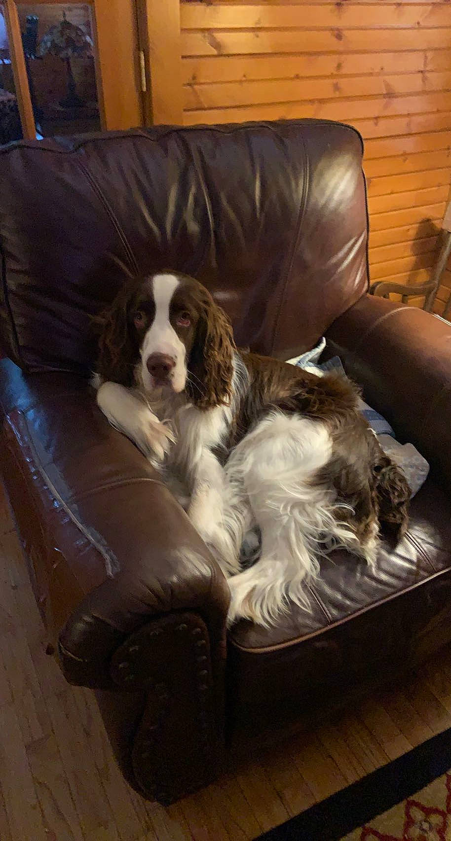 Gunner joined the competition — help win amazing prizes! bored, canidae, carnivore, cocker_spaniel, comfort, companion_dog, couch, dog, dog_breed, flooring, fur, furniture, gun_dog, liver, mammal, snout, spaniel, sporting_group, terrestrial_animal, working_animal