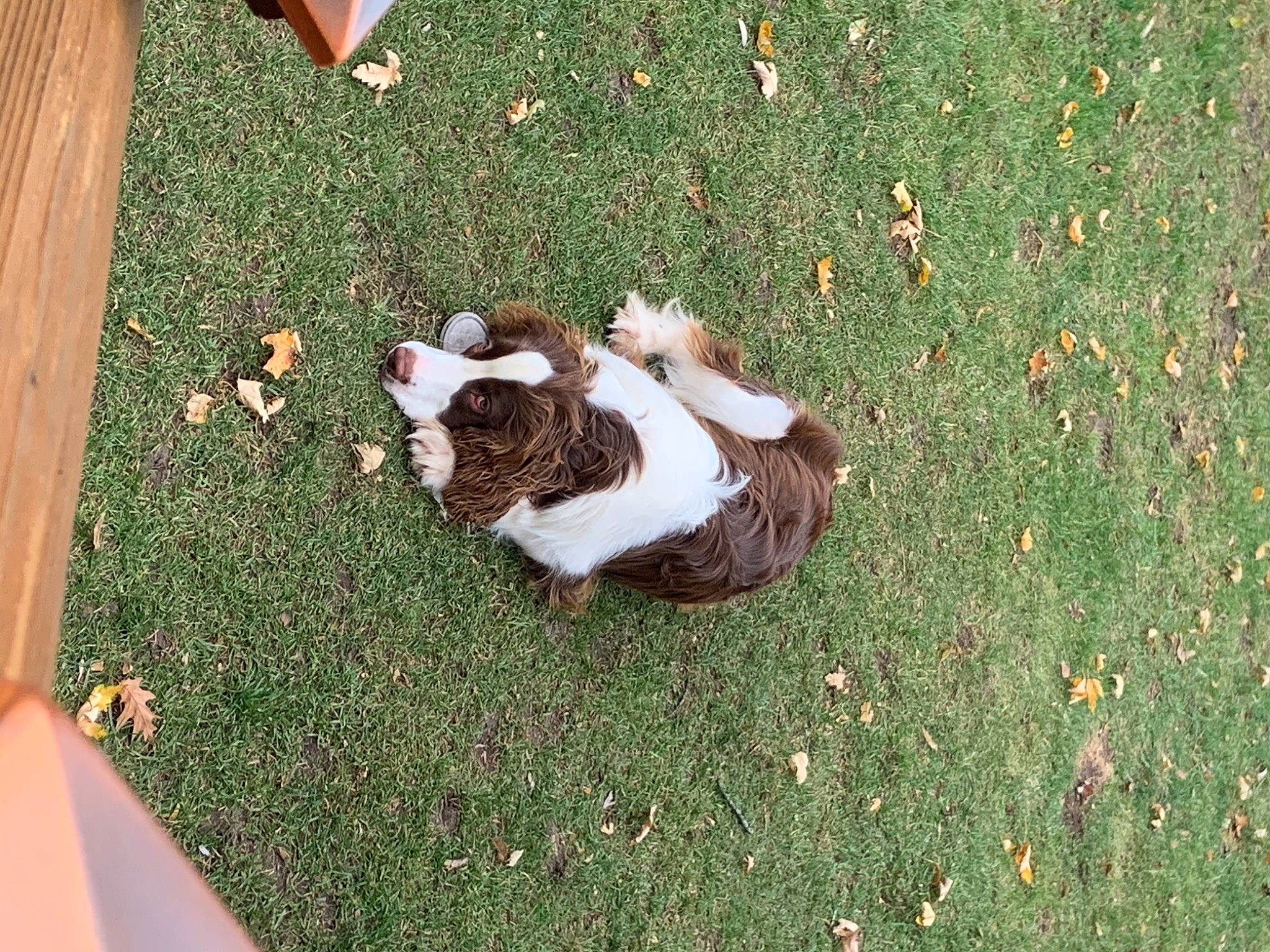 Gunner is registered to the contest to win money with this photo: carnivore, cat, companion_dog, dog_breed, fawn, felidae, flooring, fur, grass, grassland, groundcover, human_leg, lawn, pasture, people_in_nature, plant, small_to_medium_sized_cats, sporting_group, tail, wood