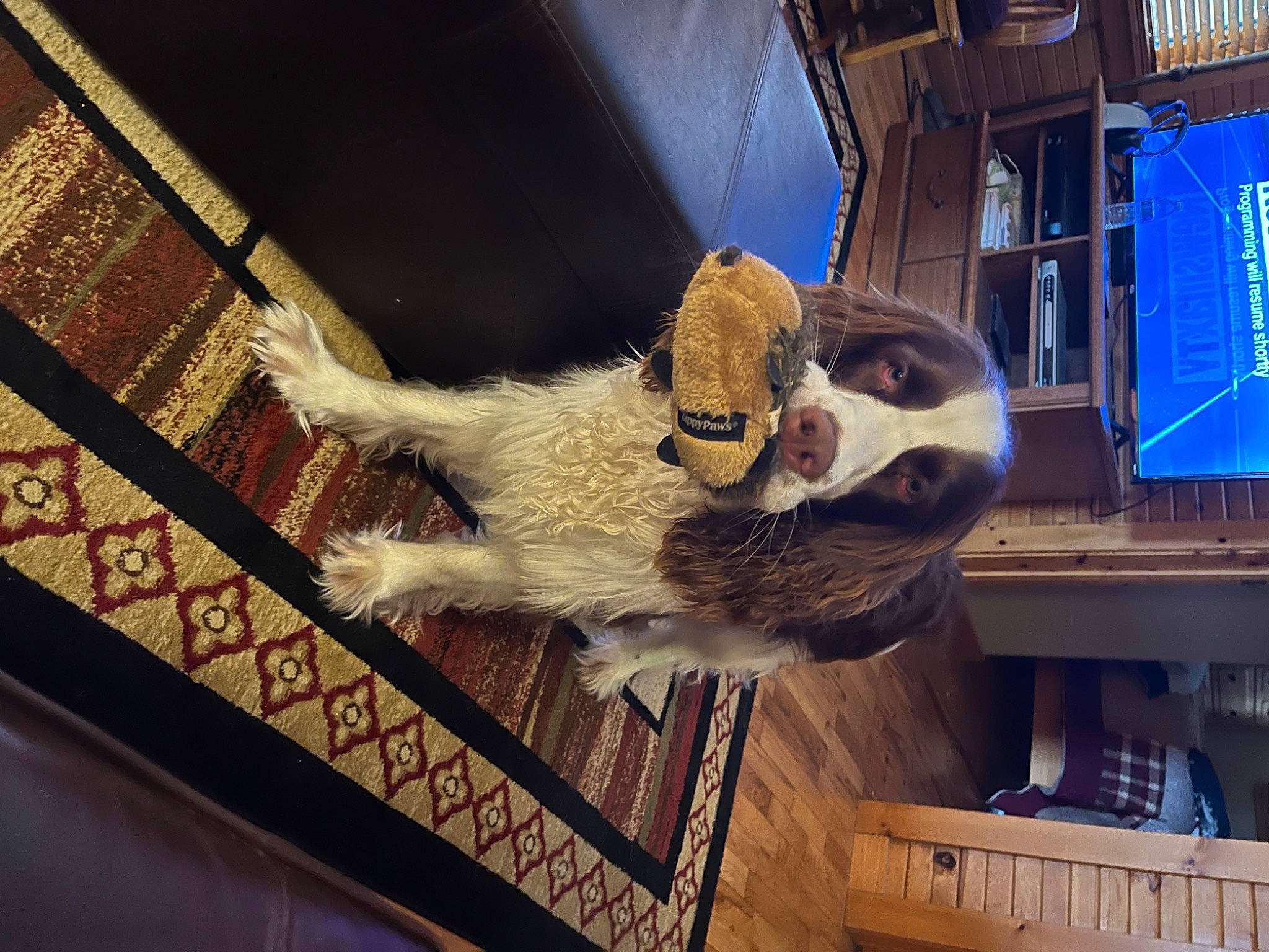 Gunner joined the competition — help win amazing prizes! art, bird_of_prey, building, fawn, felidae, flooring, fur, metal, sculpture, small_to_medium_sized_cats, tail, visual_arts, whiskers, window, wing, wood