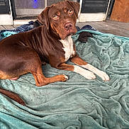 Brownie is registered to the contest to win money with this photo: dog, brown_dog, white_paws, blanket, teal_blanket, porch, wooden_floor, curious, pet, canine, laying_down, domestic_animal, outdoor, resting, fur, animal, looking_at_camera, ears, snout, paws