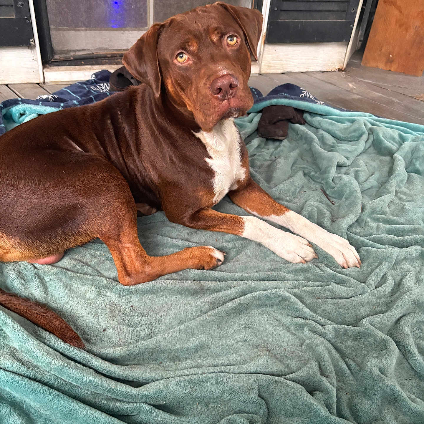 Brownie is registered to the contest to win money with this photo: dog, brown_dog, white_paws, blanket, teal_blanket, porch, wooden_floor, curious, pet, canine, laying_down, domestic_animal, outdoor, resting, fur, animal, looking_at_camera, ears, snout, paws