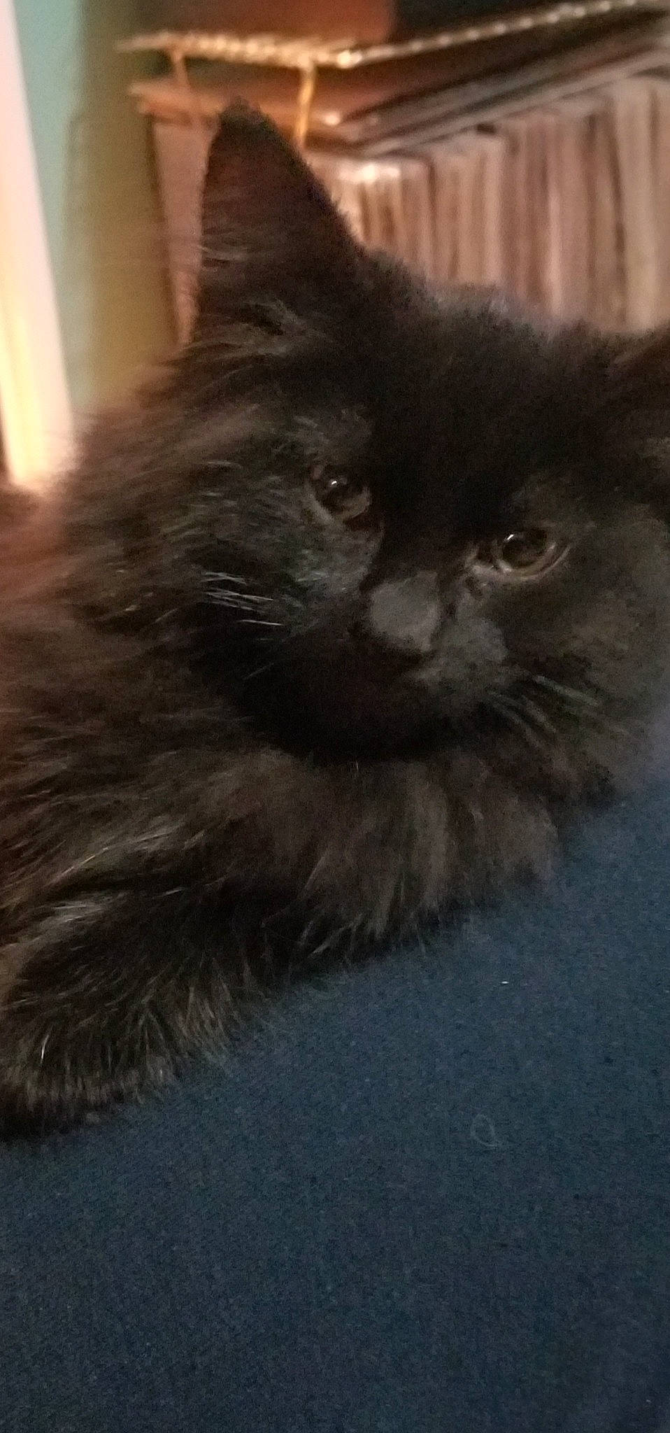 Johnny Drapurr joined the competition — help win amazing prizes! carnivore, cat, felidae, fur, small_to_medium_sized_cats, snout, tail, terrestrial_animal, whiskers