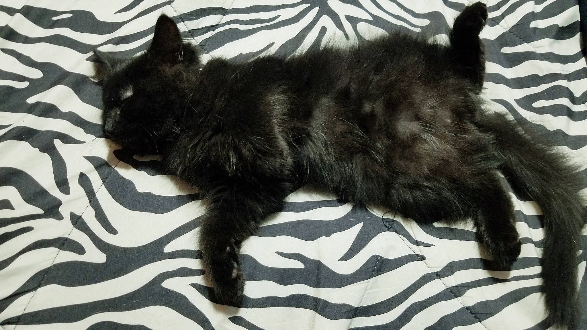 Johnny Drapurr is registered to the contest to win money with this photo: black_cat, canidae, carnivore, cat, claw, companion_dog, dog, dog_breed, domestic_short_haired_cat, felidae, fur, liver, nap, paw, small_to_medium_sized_cats, snout, sporting_group, tail, terrestrial_animal, whiskers