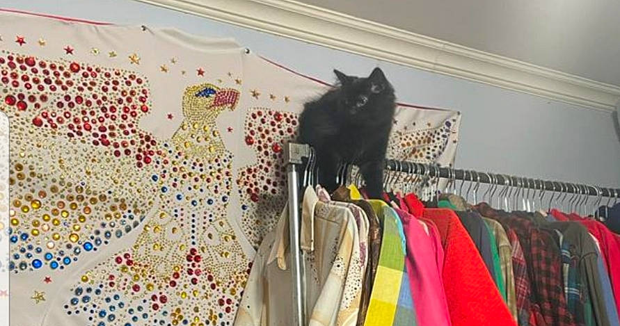 Johnny Drapurr is registered to the contest to win money with this photo: art, carnivore, cat, closet, clothes_hanger, design, dry_cleaning, electrical_wiring, fashion_design, felidae, fur, line, linens, room, small_to_medium_sized_cats, tablecloth, tail, visual_arts, whiskers, wire