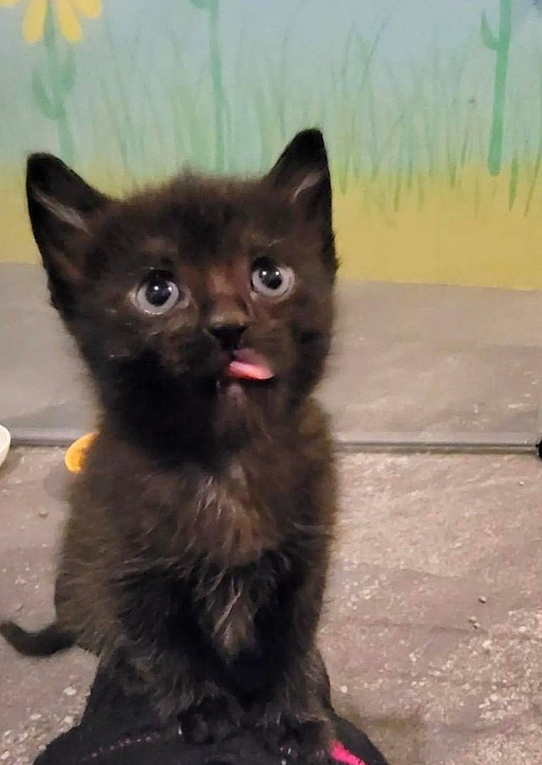 Johnny Drapurr joined the competition — help win amazing prizes! black_cat, bombay, carnivore, cat, claw, dog_breed, domestic_short_haired_cat, fawn, felidae, fur, paw, small_to_medium_sized_cats, snout, tail, terrestrial_animal, whiskers, working_animal