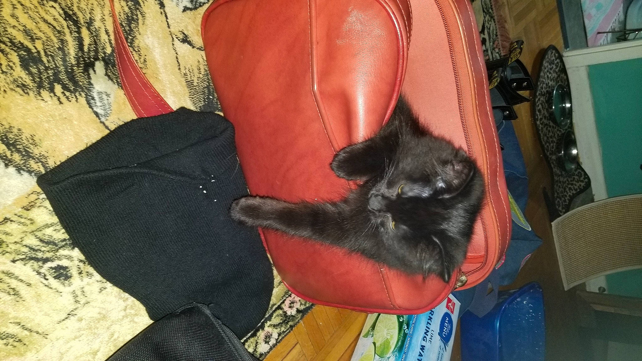 Johnny Lee Drapurr joined the competition — help win amazing prizes! bag, black_cat, bombay, carmine, carnivore, cat, claw, comfort, couch, dog_breed, domestic_short_haired_cat, fawn, felidae, fur, human_leg, mammal, small_to_medium_sized_cats, tail, thigh, whiskers