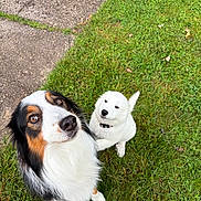 Little Bear is registered to the contest to win money with this photo: dog, dogs, puppy, adult_dog, tricolor_dog, white_dog, fluffy, sitting, looking_up, outdoor, grass, lawn, garden, pathway, black_white_brown, collar, pet, animal_portrait, cute, companion_animals