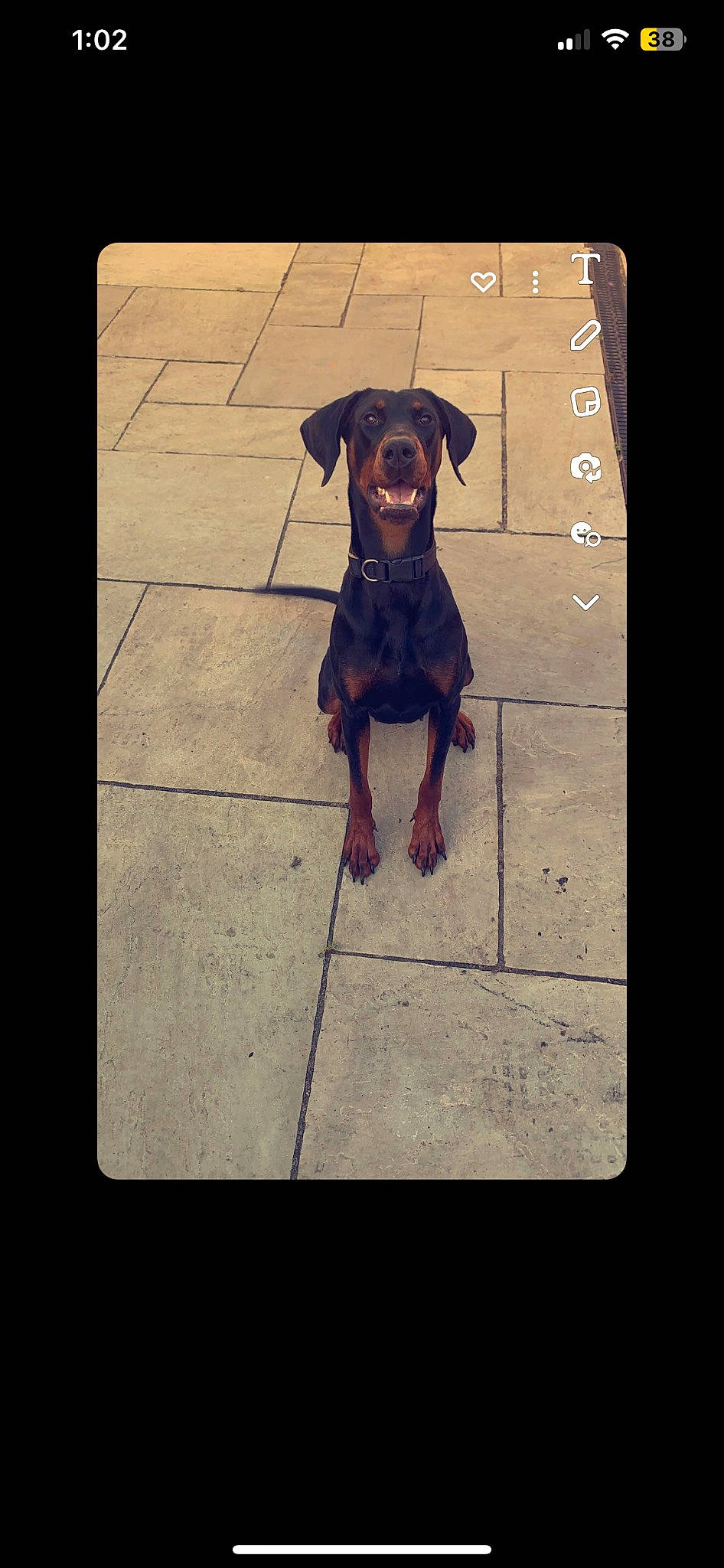 Sasha is registered to the contest to win money with this photo: art, canidae, carnivore, companion_dog, dog, dog_breed, dog_collar, dog_supply, fawn, flooring, hat, liver, pet_supply, rectangle, sleeve, snout, sporting_group, tints_and_shades, toy_dog, working_animal