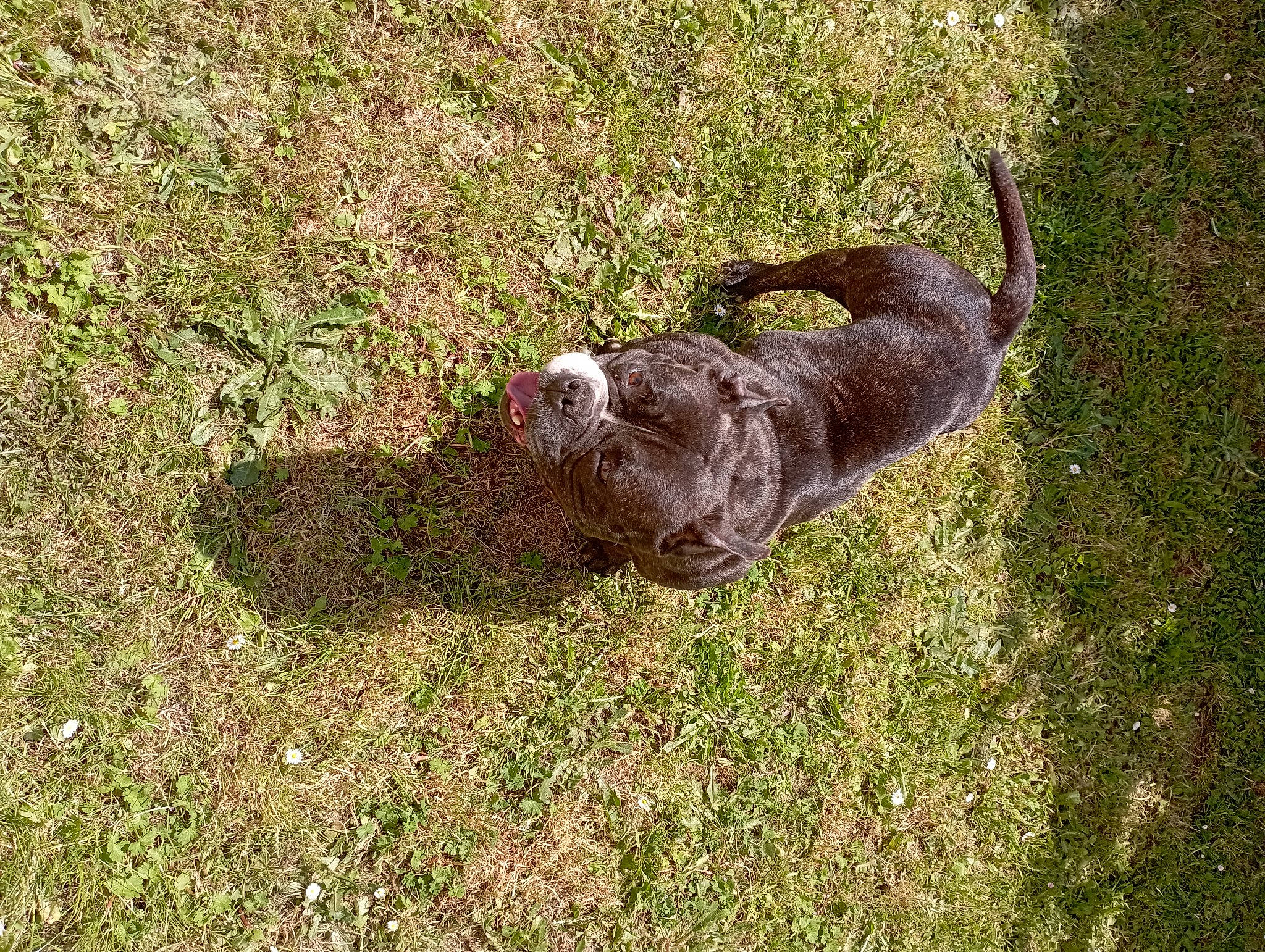 Gucci a rejoint le concours — aidez-le/la à gagner de superbes lots ! canidae, carnivore, dog_breed, fawn, felidae, fur, grass, groundcover, hare, liver, mustelidae, otter, rodent, small_to_medium_sized_cats, soil, sporting_group, tail, terrestrial_animal, whiskers, working_animal