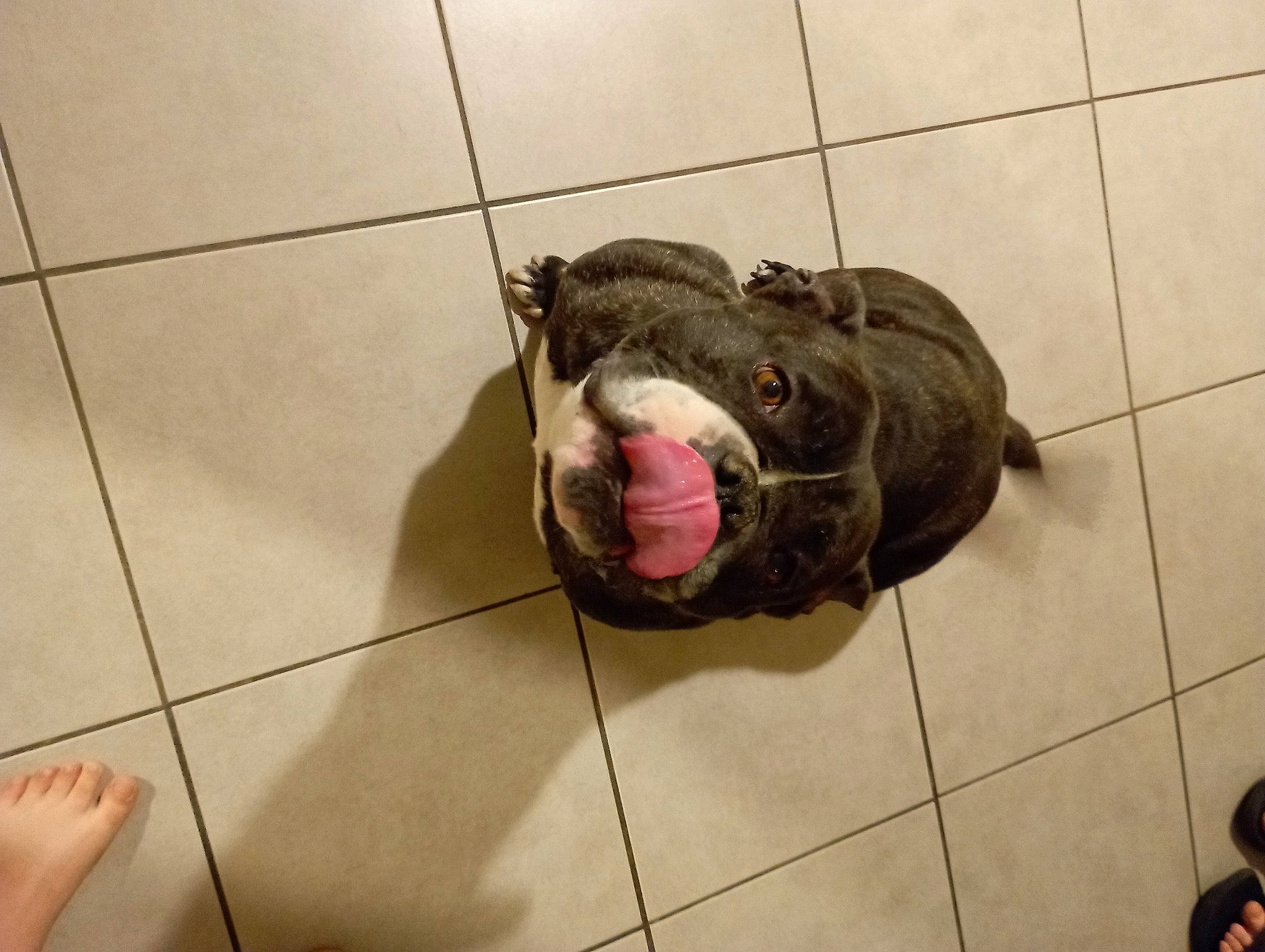 Gucci participe au concours pour gagner de l'argent avec cette photo : canidae, carnivore, companion_dog, dog, dog_breed, fawn, felidae, floor, flooring, foot, fur, liver, non_sporting_group, pet_supply, puppy, tail, terrestrial_animal, tile, whiskers, working_animal