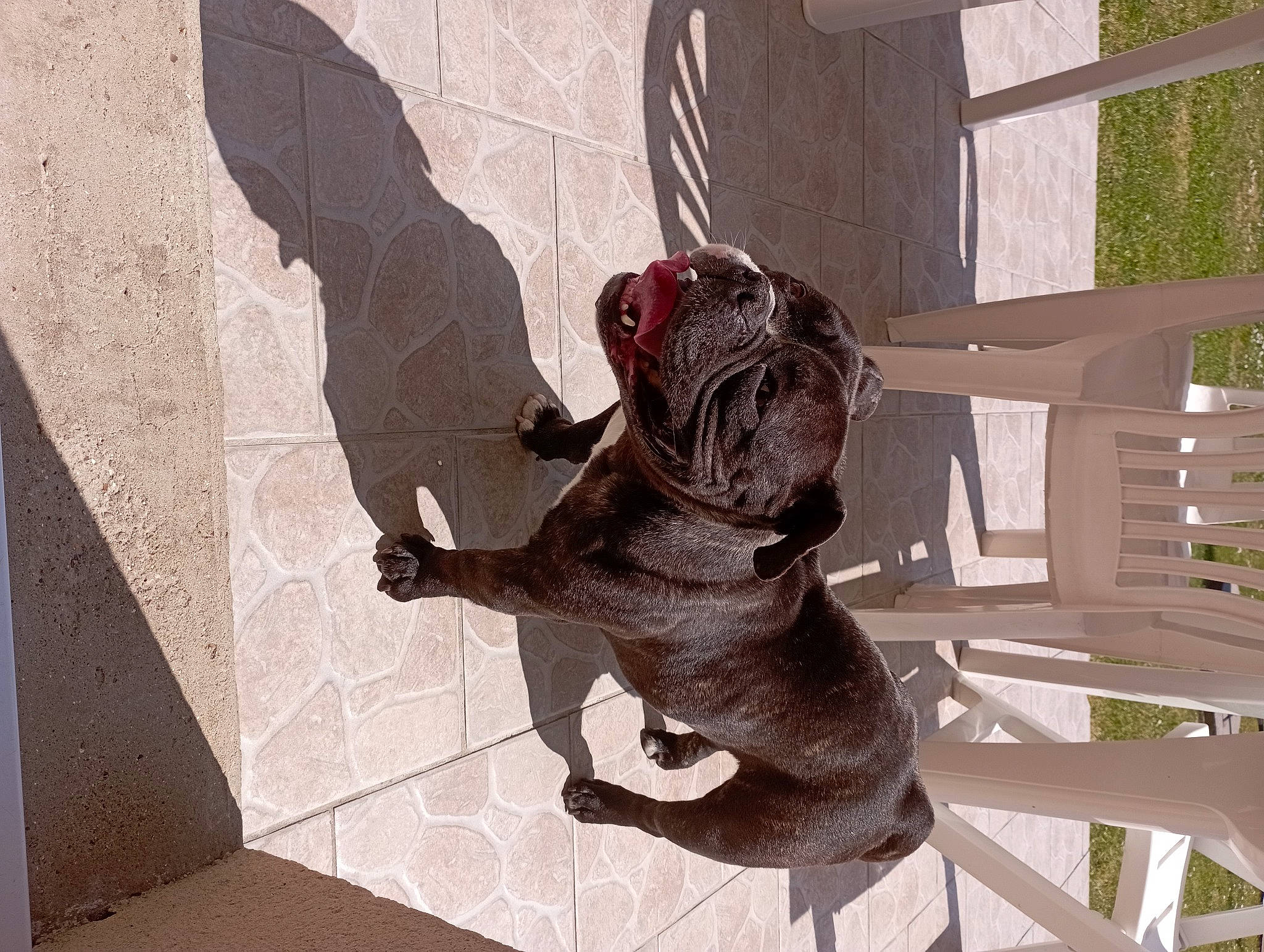 Gucci a rejoint le concours — aidez-le/la à gagner de superbes lots ! art, canidae, carnivore, collar, companion_dog, dog, dog_breed, dog_collar, dog_supply, fawn, leash, liver, pet_supply, sculpture, snout, sporting_group, tail, window, wood, working_animal