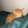 kitten, orange_cat, sleeping, blanket, cozy, indoor, pet, fur, cute, small, animal, resting, soft, young, feline, comfort, warm, domestic, closeup, peaceful