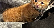 Stevon joined the competition — help win amazing prizes! kitten, cat, orange_tabby, pet, animal, cute, fur, eyes, collar, bell, blanket, soft, indoor, cozy, bed, furniture, domestic, young, curious, resting