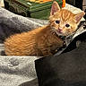 kitten, cat, orange_tabby, pet, animal, cute, fur, eyes, collar, bell, blanket, soft, indoor, cozy, bed, furniture, domestic, young, curious, resting
