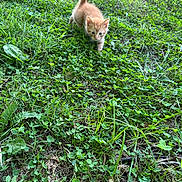 Stevon is registered to the contest to win money with this photo: kitten, cat, grass, greenery, outdoor, nature, animal, young, feline, fluffy, small, cute, walking, exploring, sunlight, daytime, pet, mammal, curious, tail