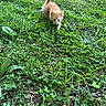 kitten, cat, grass, greenery, outdoor, nature, animal, young, feline, fluffy, small, cute, walking, exploring, sunlight, daytime, pet, mammal, curious, tail