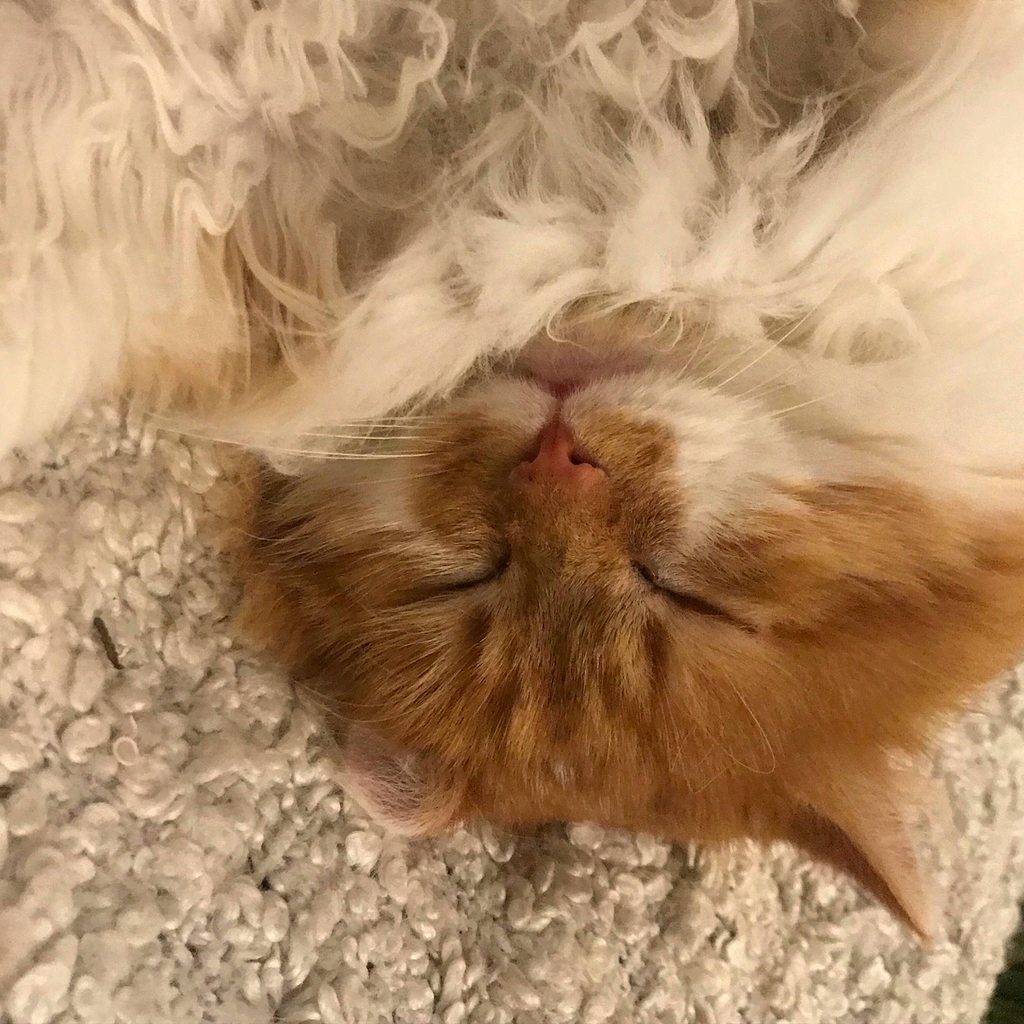 Garfield participe au concours pour gagner de l'argent avec cette photo : carnivore, cat, claw, close_up, comfort, eye, fawn, felidae, fur, head, iris, liver, nap, paw, plant, small_to_medium_sized_cats, snout, tail, terrestrial_animal, whiskers